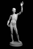 Cigoli Anatomy Figure Cast