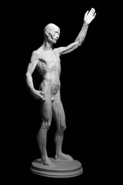 Cigoli Anatomy Figure Cast